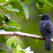Forbes's Blackbird - Photo (c) daniesser, some rights reserved (CC BY-NC), uploaded by daniesser