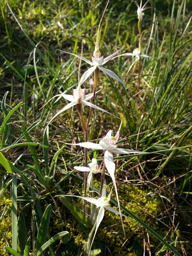 Caladenia intuta (D.L.Jones) R.J.Bates