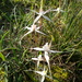 Caladenia intuta - Photo (c) Rosalie Lawrence, algunos derechos reservados (CC BY), subido por Rosalie Lawrence