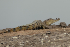 Crocodylus suchus