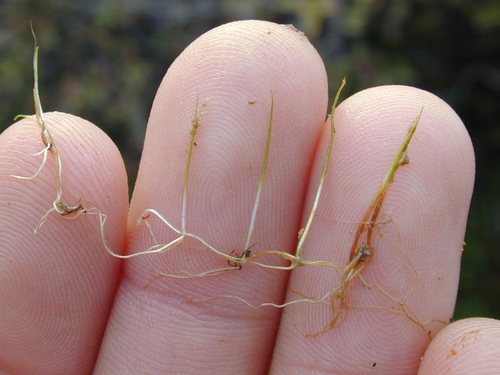 Representative image of Pilularia minuta