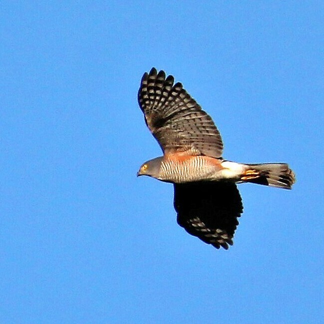 African Goshawk