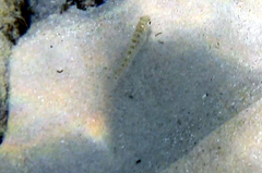 Sillaginodes punctatus