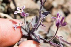 Streptanthus hispidus
