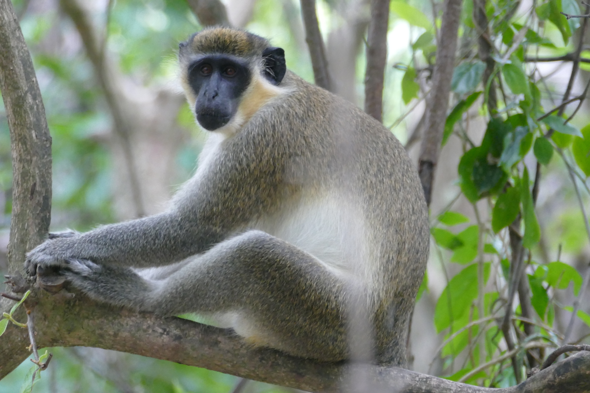 Un Mono Con Cara De Tristeza De Sudáfrica Esta Especie De Primate Se Llama  Chlorocebus Y Es De La Familia De Monos Del Viejo Mundo También Se Les  Llama Mono Verde Africano