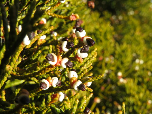 Bog pine (Halocarpus bidwillii)
