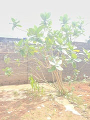 Calotropis procera image