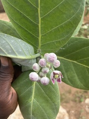 Calotropis procera image