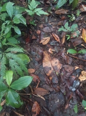 Chironius multiventris