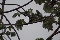 Amblycercus holosericeus
