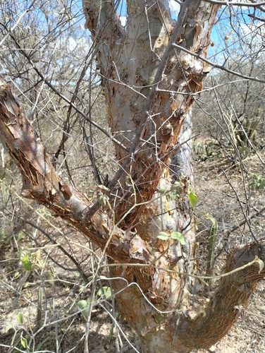 Image of Commiphora leptophloeos by (c) Breno Figueiredo, some rights reserved (CC BY)
