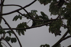 Amblycercus holosericeus
