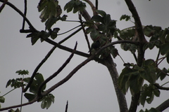 Amblycercus holosericeus
