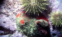 Newfoundland Spiny Lumpsucker photo 2