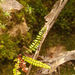 Asplenium polyphyllum - Photo (c) Andrés Ramírez-Barrera, some rights reserved (CC BY), uploaded by Andrés Ramírez-Barrera