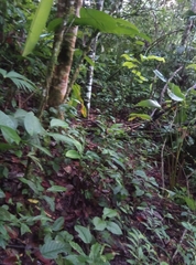 Crypturellus undulatus