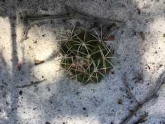 Melocactus violaceus margaritaceus