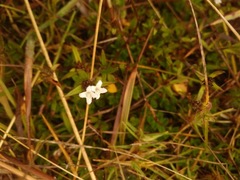 Spermacoce chartensis