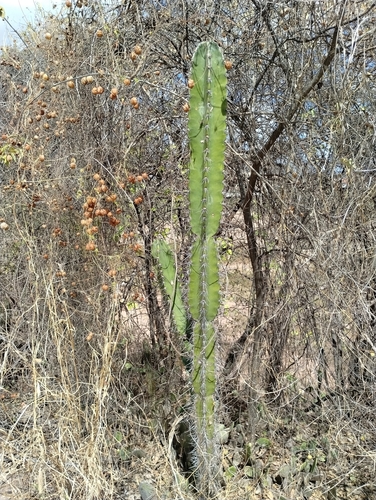 Cereus jamacaru