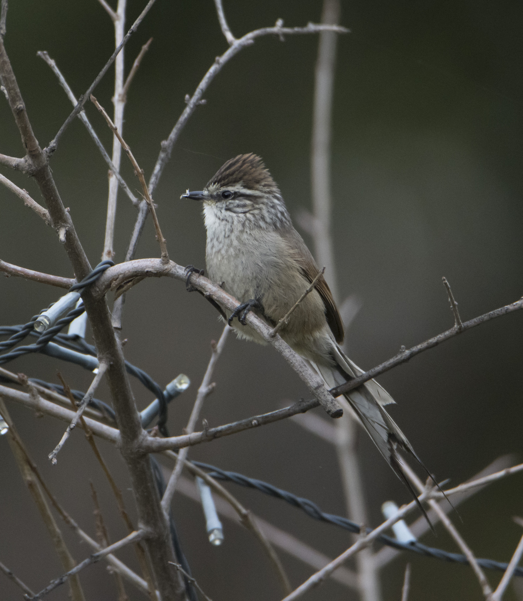 Plain-mantled Tit-Spinetail (Leptasthenura aegithaloides)