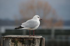 Chroicocephalus ridibundus