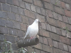Columba livia domestica