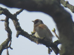 Carduelis carduelis
