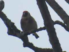 Carduelis carduelis