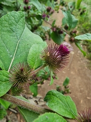 Arctium minus image