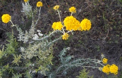 Eriophyllum confertiflorum