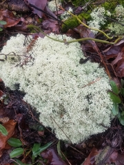 Cladonia confusa