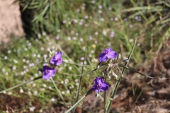 Tradescantia occidentalis