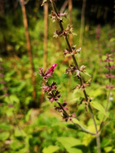 Whitespot (Stachys sylvatica)