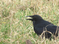 Corvus corone