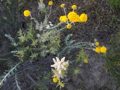 Eriophyllum confertiflorum