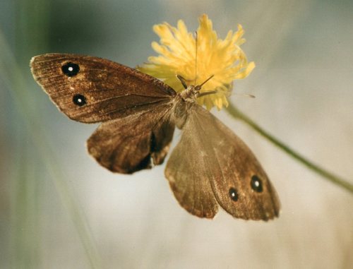 Smeđooki okaš (Satyrus ferula)