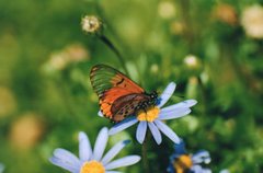 Acraea neobule