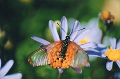 Acraea neobule neobule