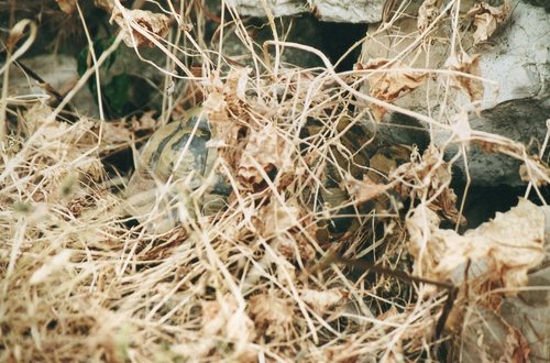 Obična čančara (Testudo hermanni)