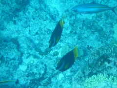 Siganus uspi