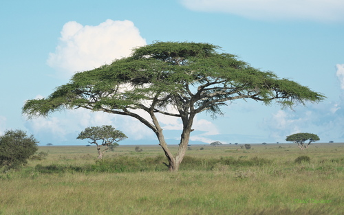 Vachellia tortilis