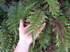 Blechnum montanum (Blechnum montanum)