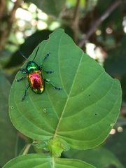 Platycorynus sauteri