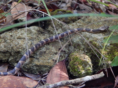 Leptodeira frenata