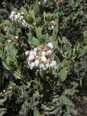 Arctostaphylos auriculata
