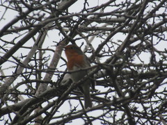 Erithacus rubecula