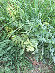 Phacelia cicutaria hispida