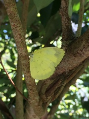 Eurema blanda arsakia