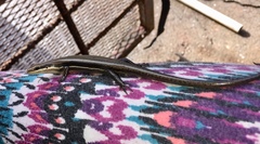 Marisora unimarginata