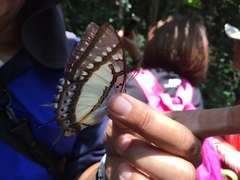 Polyura eudamippus formosana